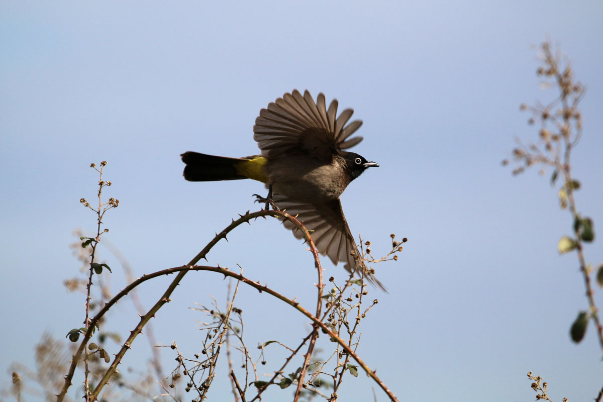 Arapbülbülü » White-spectacled Bulbul » Pycnonotus xanthopygos