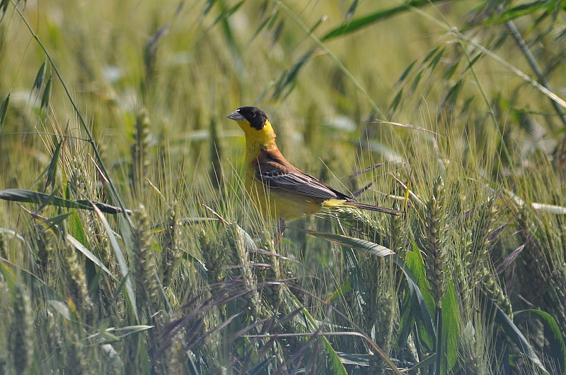 Karabaşlı kirazkuşu » Black-headed Bunting » Emberiza melanocephala