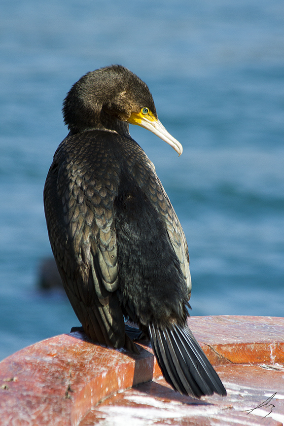 Karabatak » Great Cormorant » Phalacrocorax carbo