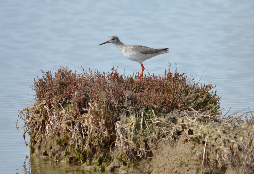 Kızılbacak » Common Redshank » Tringa totanus