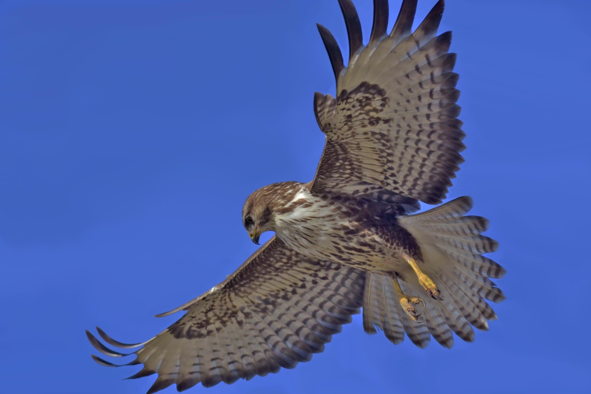 Şahin » Common Buzzard » Buteo buteo