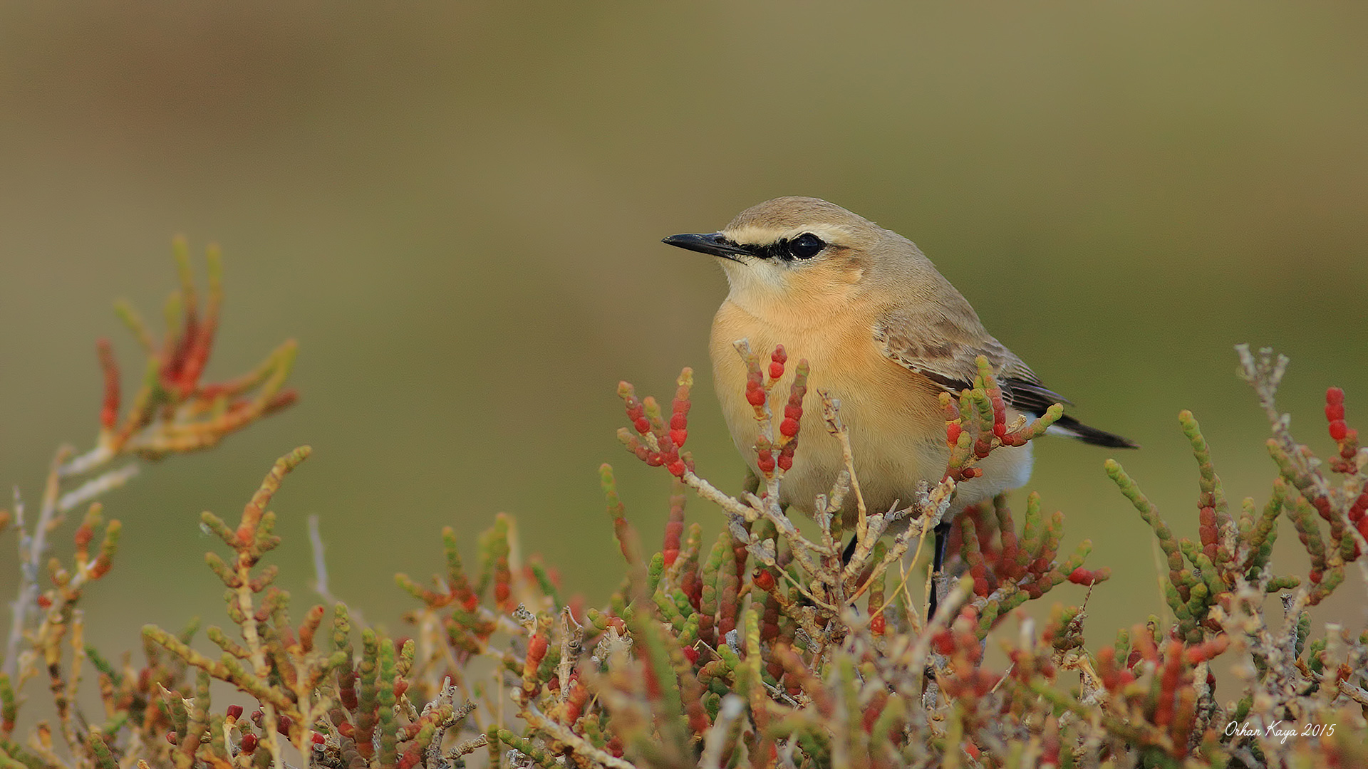 Boz kuyrukkakan » Isabelline Wheatear » Oenanthe isabellina