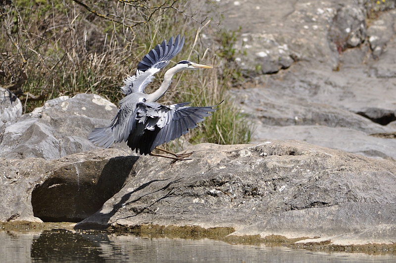 Gri balıkçıl » Grey Heron » Ardea cinerea