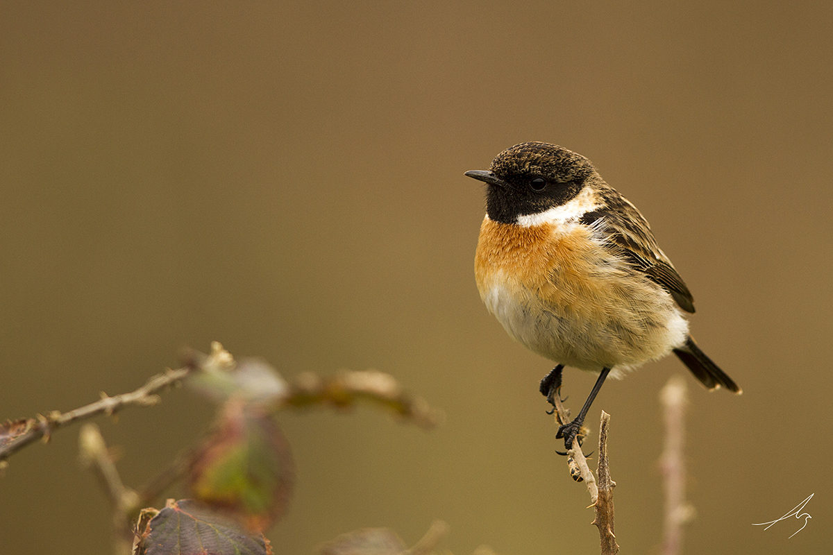 Taşkuşu » European Stonechat » Saxicola rubicola
