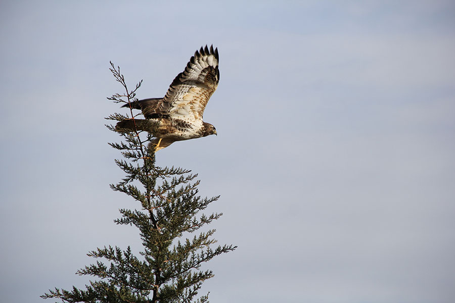 Şahin » Common Buzzard » Buteo buteo