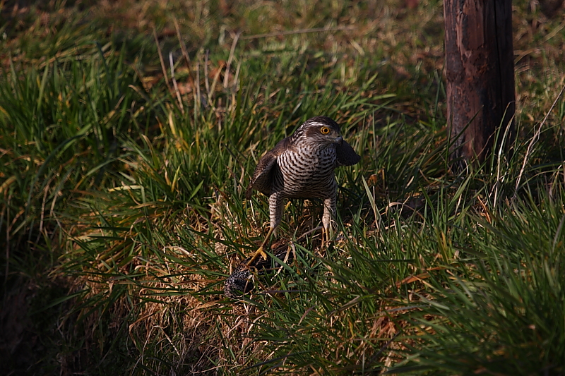 Atmaca » Eurasian Sparrowhawk » Accipiter nisus
