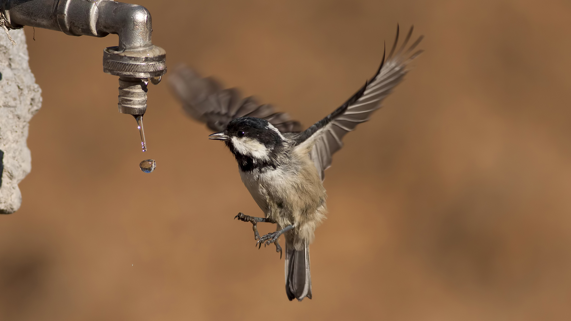 Çam baştankarası » Coal Tit » Periparus ater