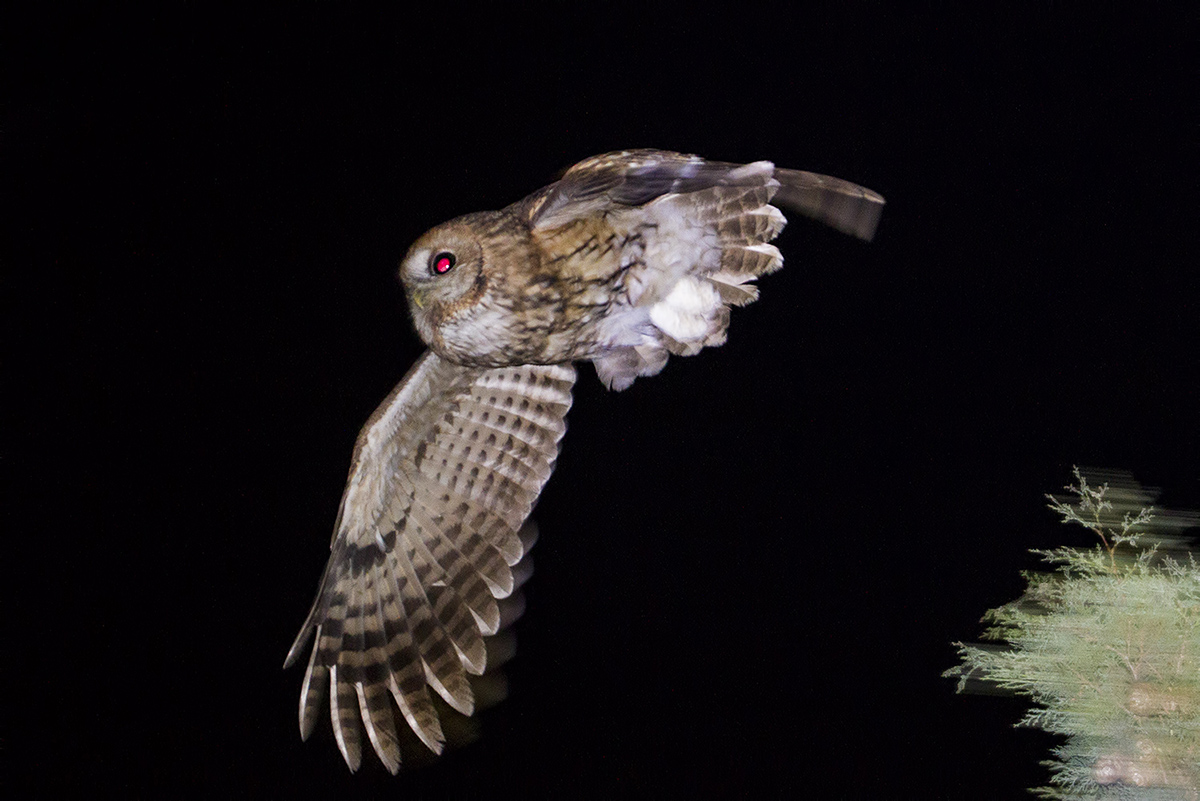 Alaca baykuş » Tawny Owl » Strix aluco