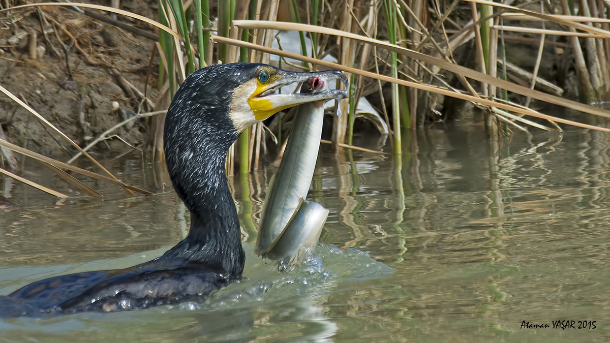 Karabatak » Great Cormorant » Phalacrocorax carbo