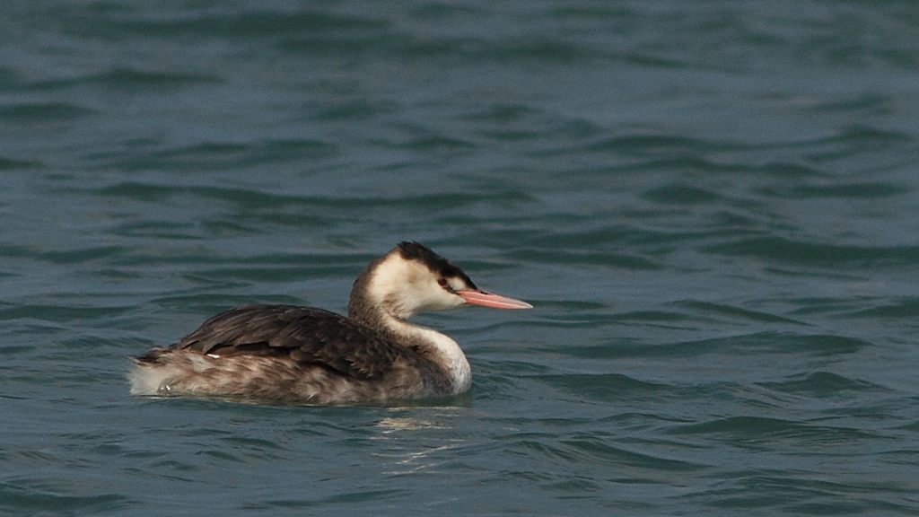 Bahri » Great Crested Grebe » Podiceps cristatus