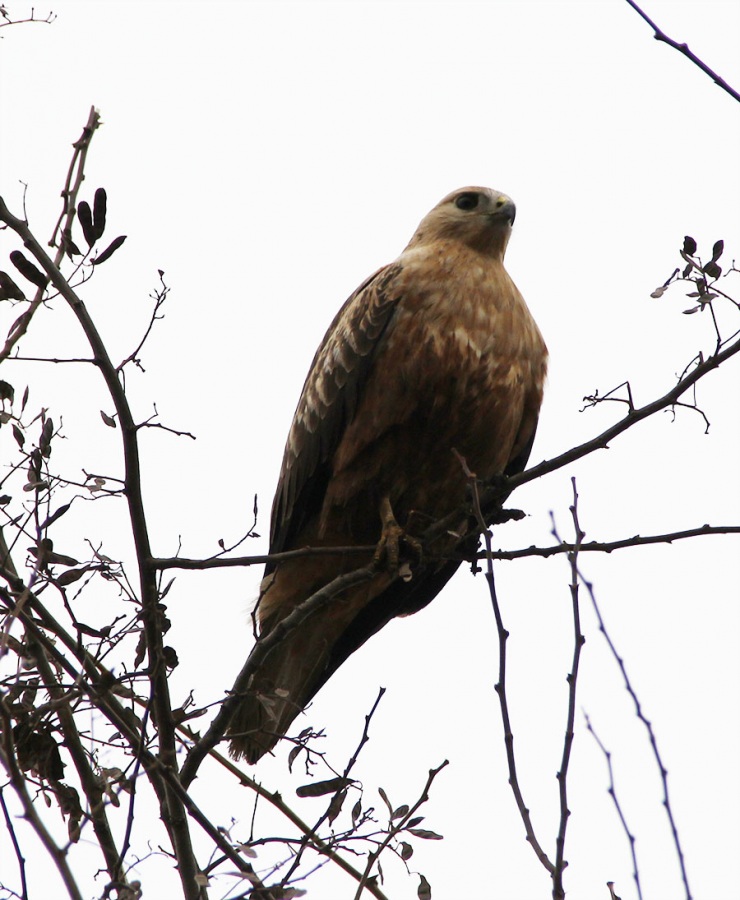 Kızıl şahin » Long-legged Buzzard » Buteo rufinus