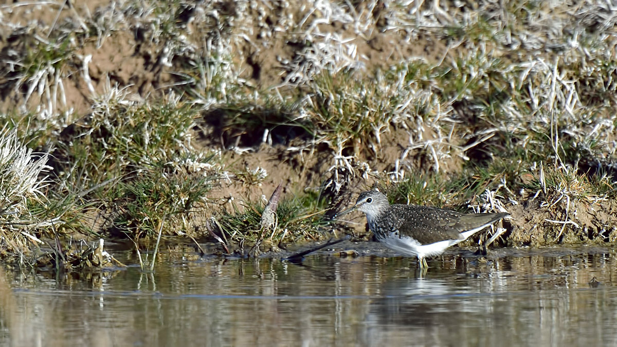Yeşil düdükçün » Green Sandpiper » Tringa ochropus