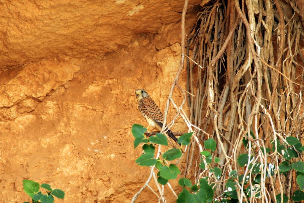 Kerkenez » Common Kestrel » Falco tinnunculus
