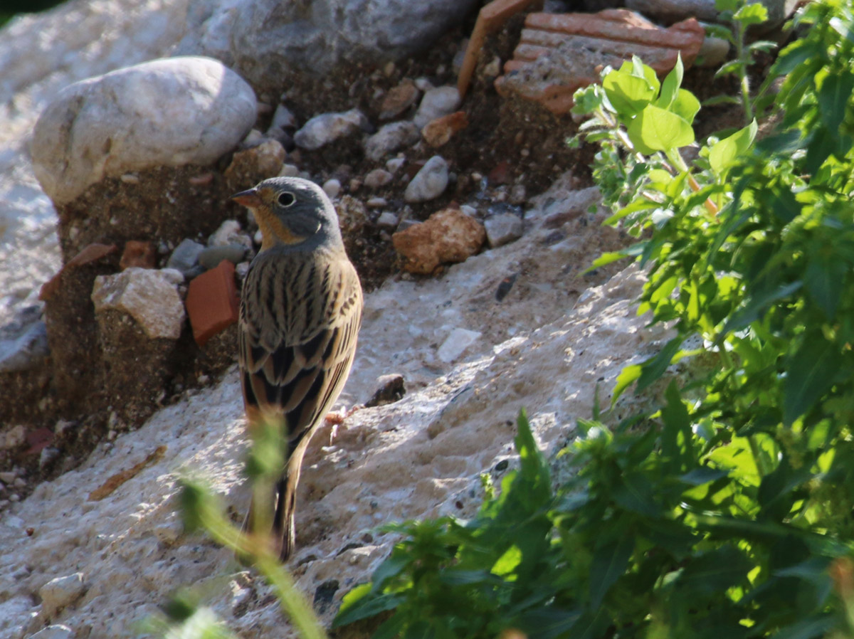 Kızıl kirazkuşu » Cretzschmar`s Bunting » Emberiza caesia
