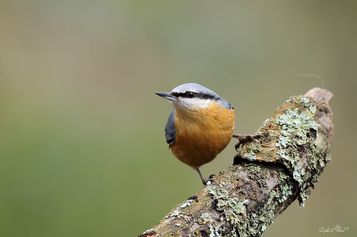Sıvacı » Eurasian Nuthatch » Sitta europaea