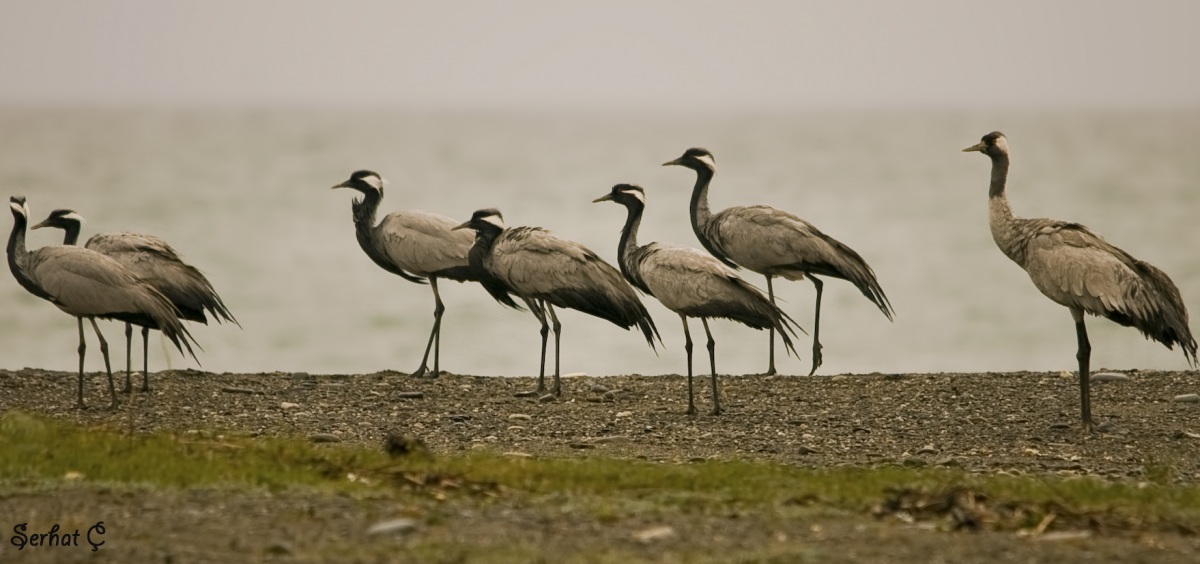 Telli turna » Demoiselle Crane » Grus virgo