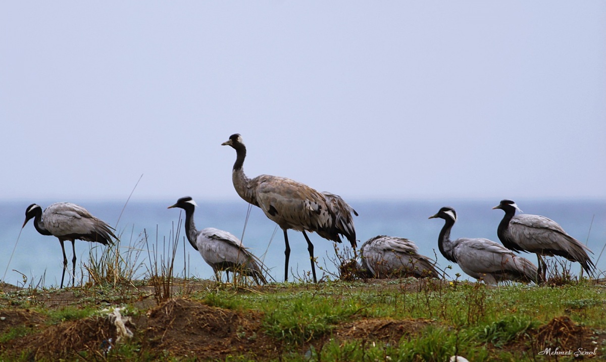 Telli turna » Demoiselle Crane » Grus virgo