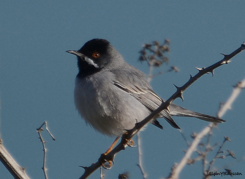 Karaboğazlı ötleğen » Rüppell`s Warbler » Sylvia ruppeli