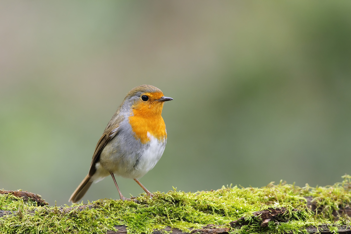 Kızılgerdan » European Robin » Erithacus rubecula