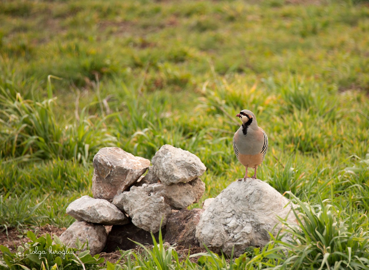 Kınalı keklik » Chukar Partridge » Alectoris chukar