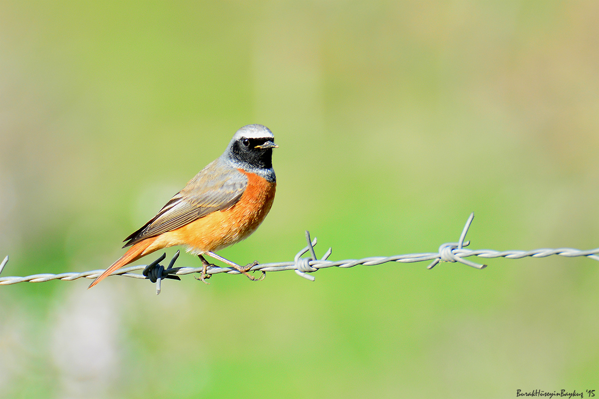 Kızılkuyruk » Common Redstart » Phoenicurus phoenicurus