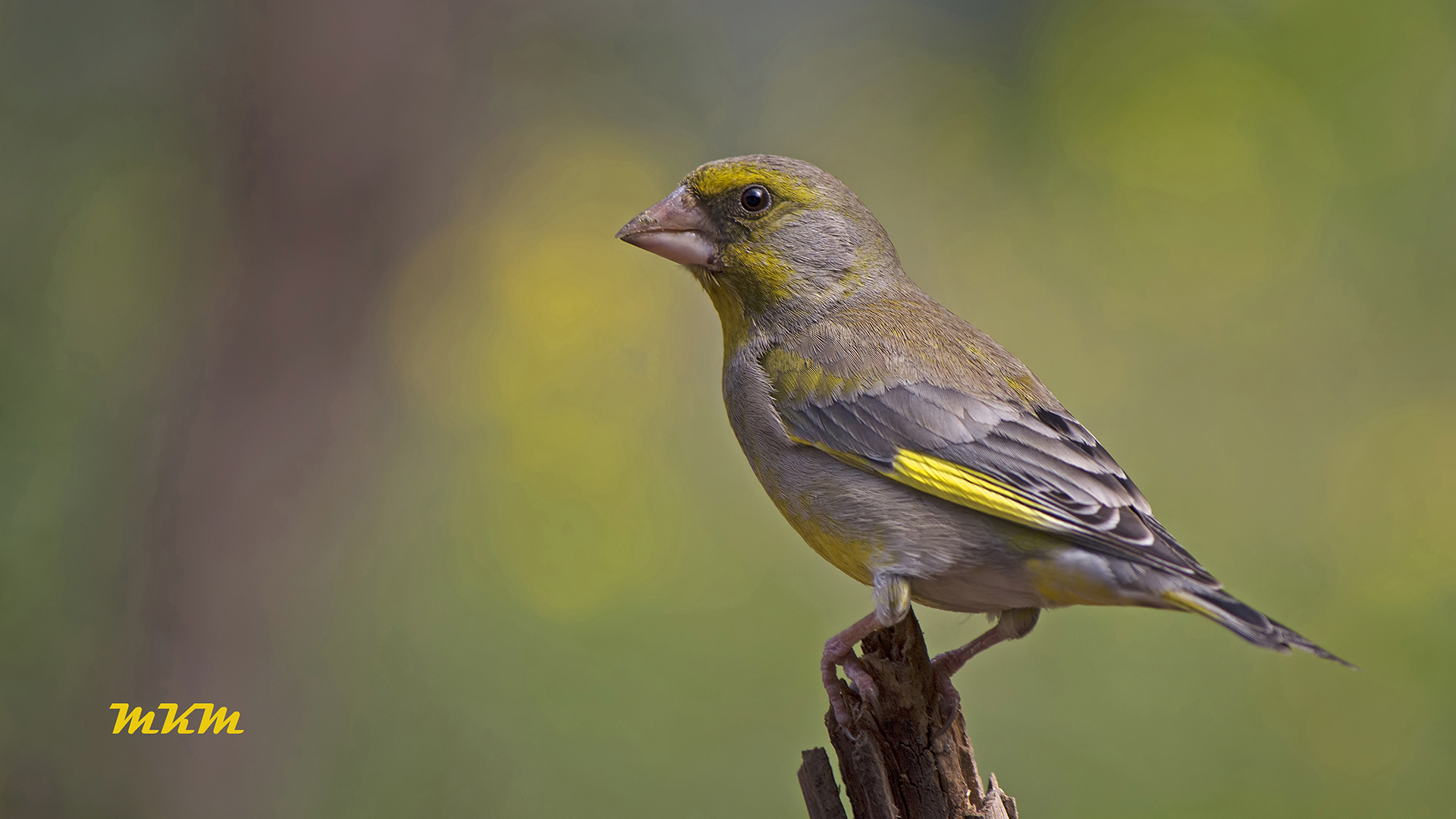Florya » European Greenfinch » Chloris chloris