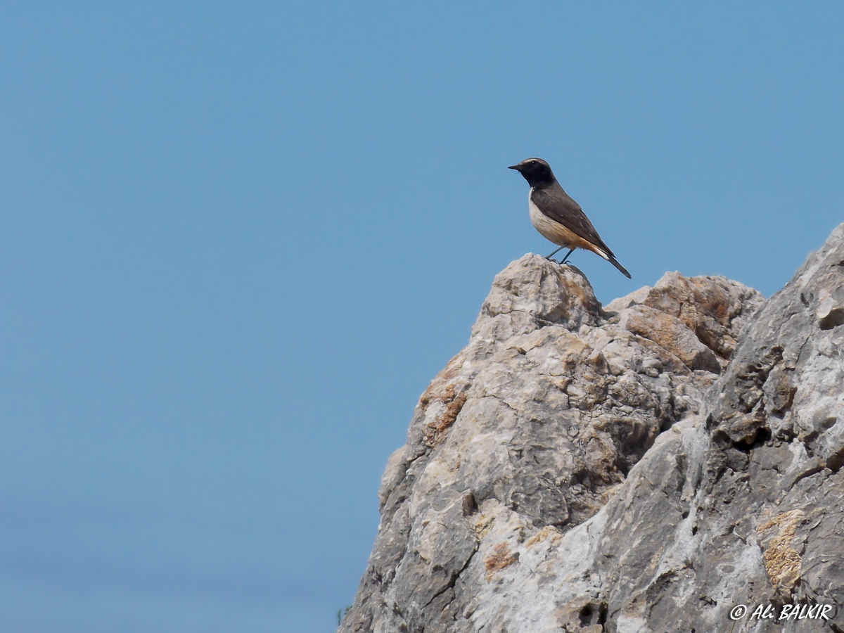Kızılca kuyrukkakan » Red-tailed Wheatear » Oenanthe xanthoprymna