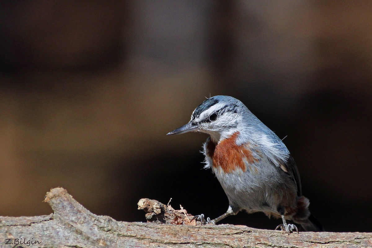 Anadolu sıvacısı » Krüper`s Nuthatch » Sitta krueperi