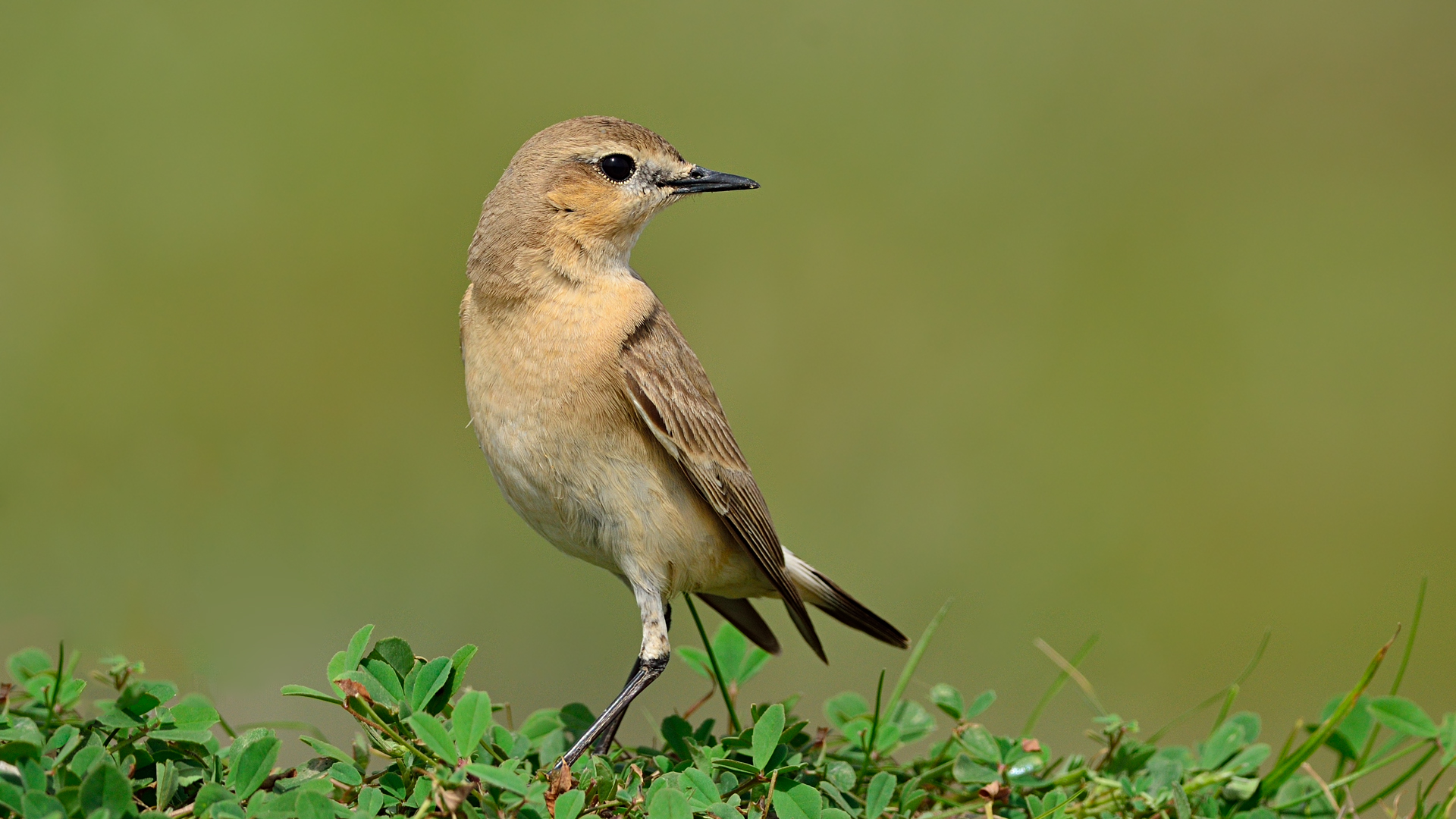 Boz kuyrukkakan » Isabelline Wheatear » Oenanthe isabellina