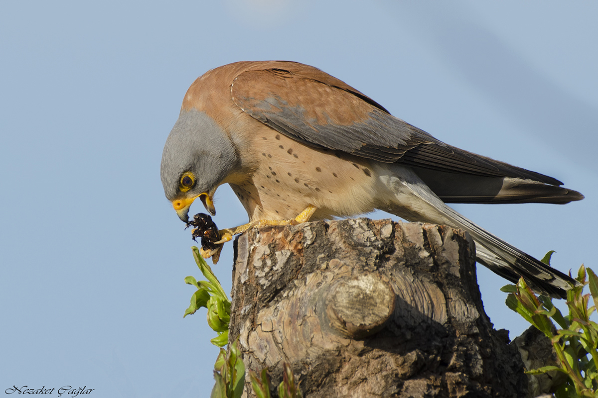 Küçük kerkenez » Lesser Kestrel » Falco naumanni