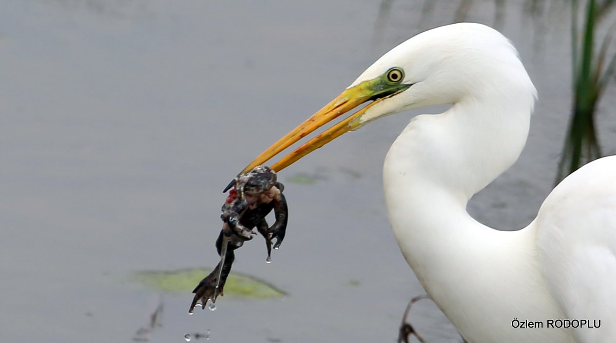 Büyük ak balıkçıl » Great Egret » Ardea alba