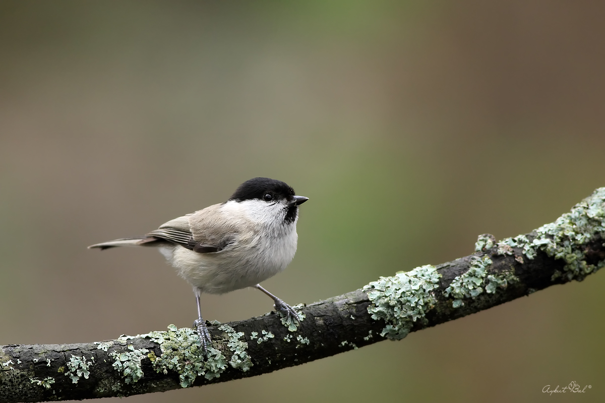 Kayın baştankarası » Marsh Tit » Poecile palustris