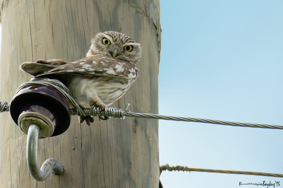 Kukumav » Little Owl » Athene noctua