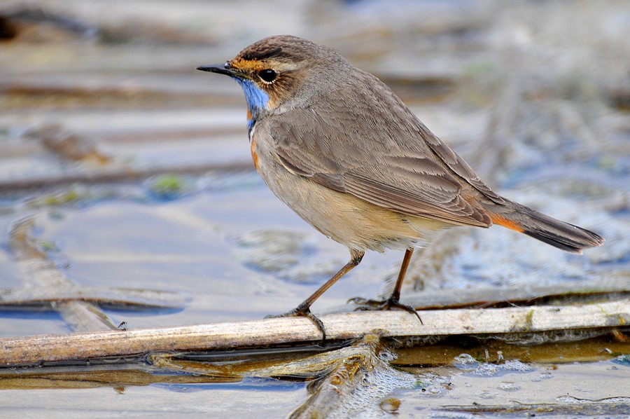 Mavigerdan » Bluethroat » Luscinia svecica