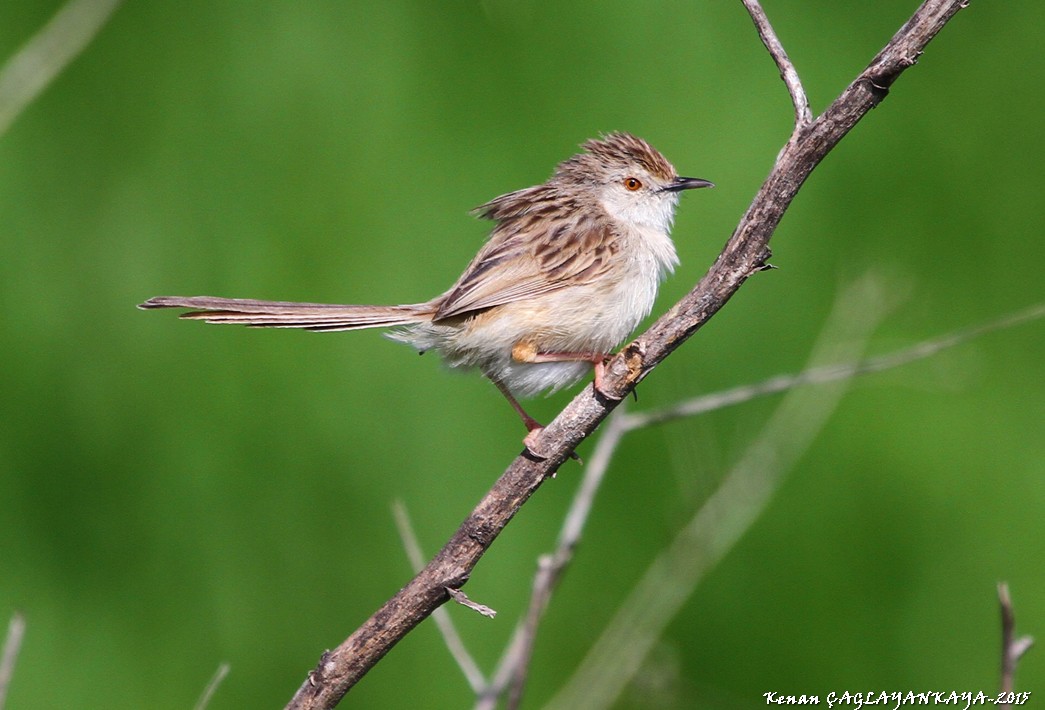 Dikkuyruklu ötleğen » Delicate prinia » Prinia lepida