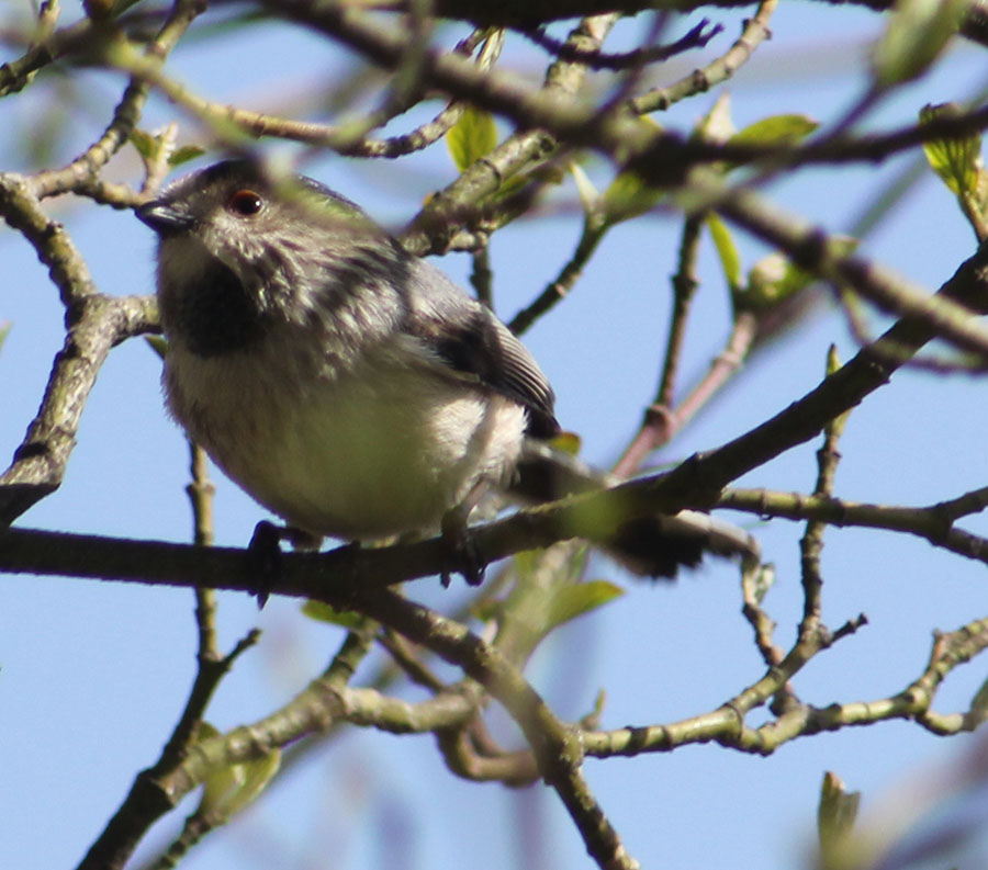 Uzunkuyruklu baştankara » Long-tailed Tit » Aegithalos caudatus
