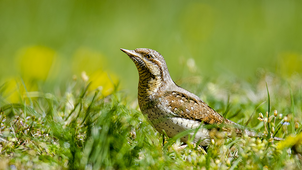 Boyunçeviren » Eurasian Wryneck » Jynx torquilla