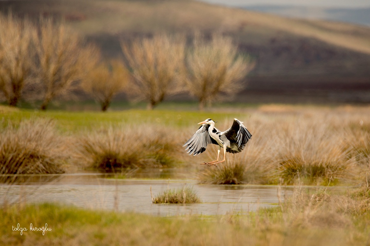 Gri balıkçıl » Grey Heron » Ardea cinerea