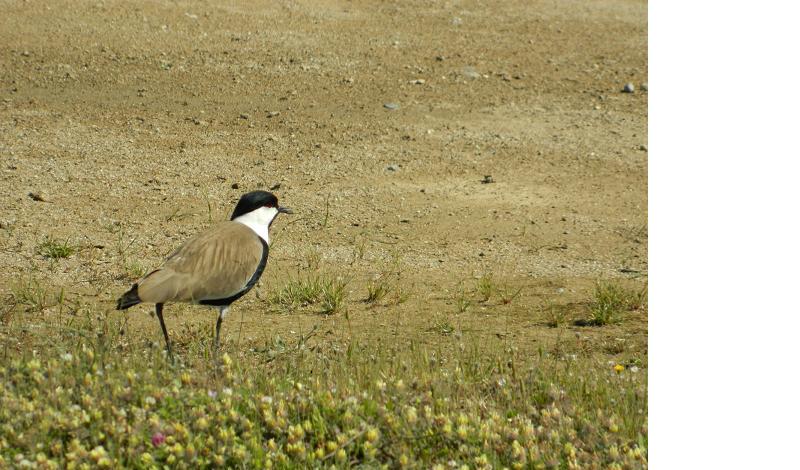 Mahmuzlu kızkuşu » Spur-winged Lapwing » Vanellus spinosus