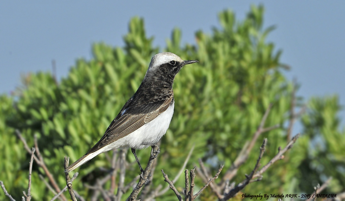 Keşiş kuyrukkakanı » Hooded Wheatear » Oenanthe monacha