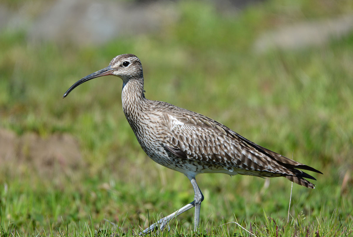 Sürmeli kervançulluğu » Eurasian Whimbrel » Numenius phaeopus