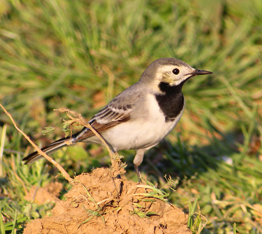Ak kuyruksallayan » White Wagtail » Motacilla alba