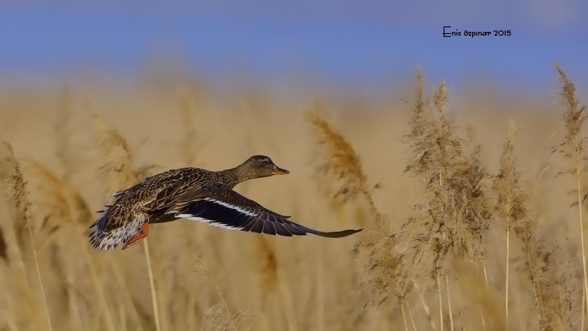 Yeşilbaş » Mallard » Anas platyrhynchos