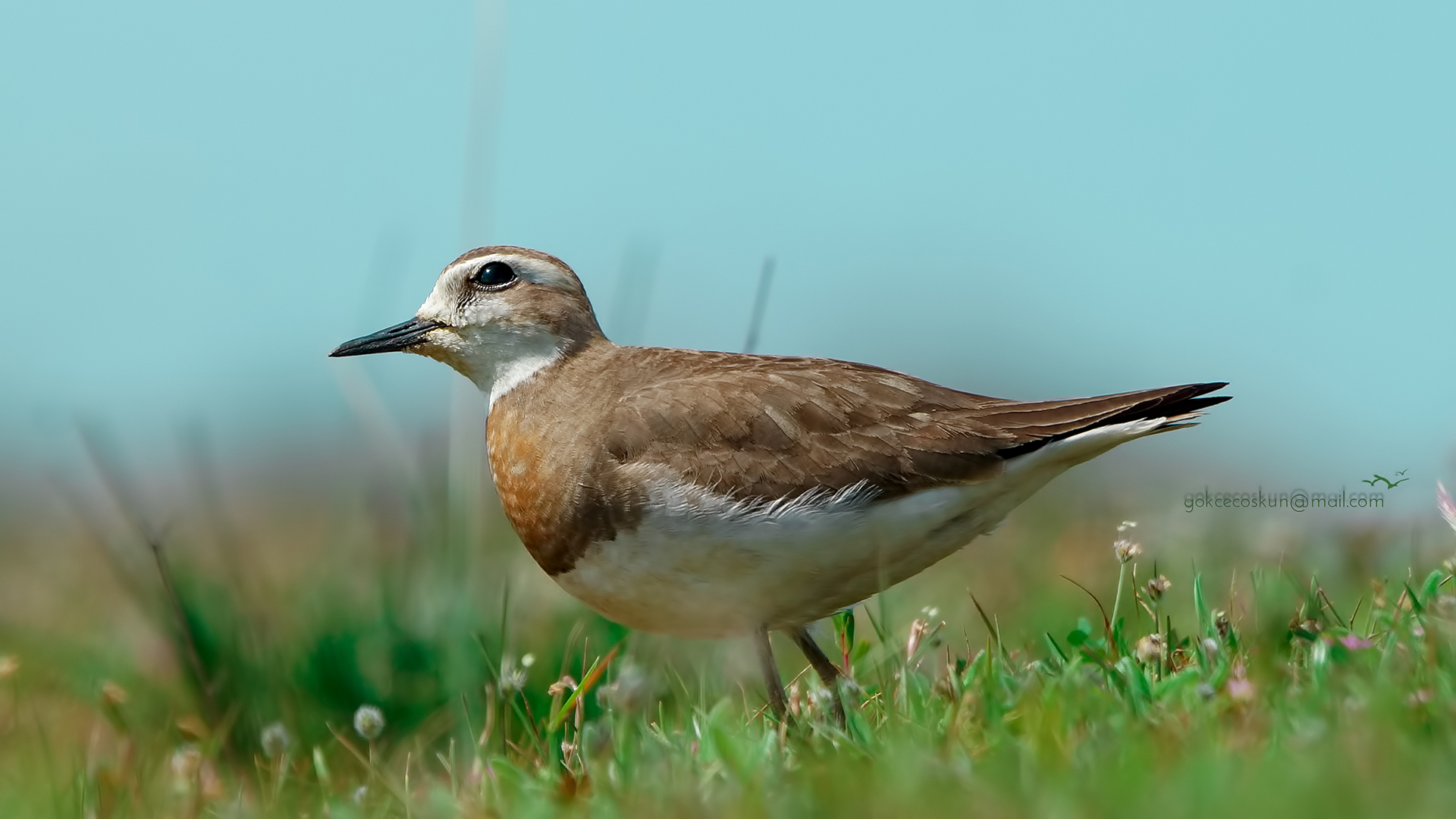 Doğu cılıbıtı » Caspian Plover » Anarhynchus asiaticus