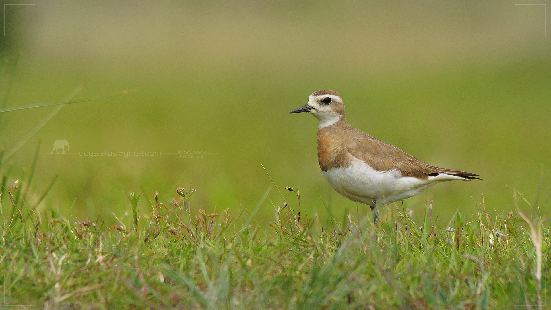 Doğu cılıbıtı » Caspian Plover » Anarhynchus asiaticus