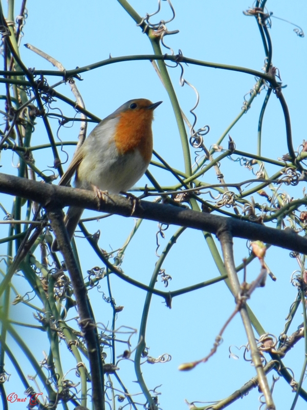 Kızılgerdan » European Robin » Erithacus rubecula
