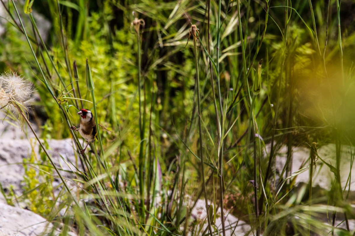 Saka » European Goldfinch » Carduelis carduelis