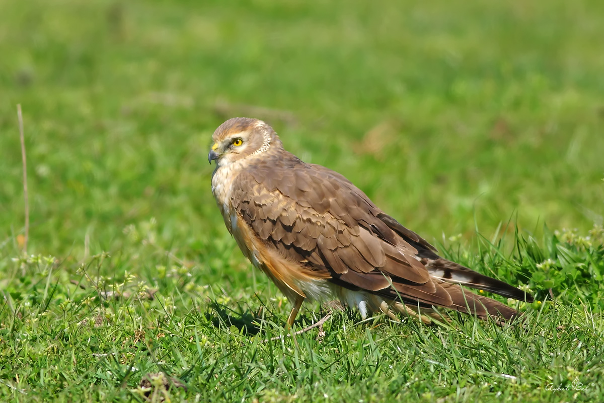 Bozkır delicesi » Pallid Harrier » Circus macrourus