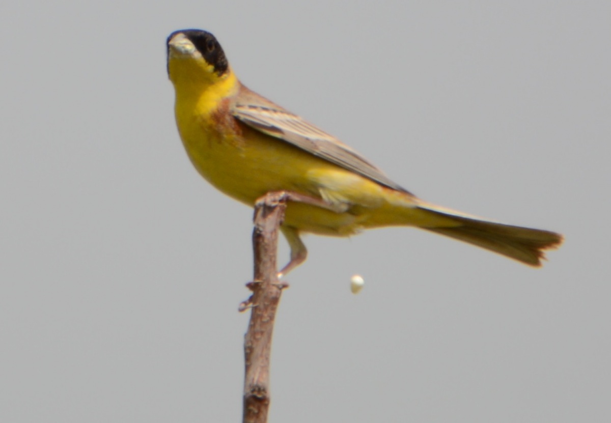 Karabaşlı Kirazkuşu » Black-headed Bunting » Emberiza melanocephala
