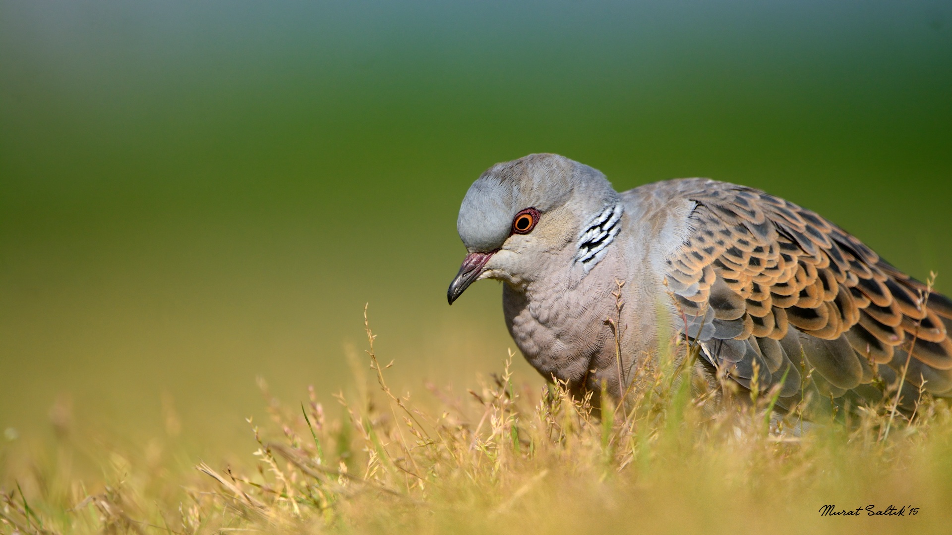 Üveyik » European Turtle Dove » Streptopelia turtur